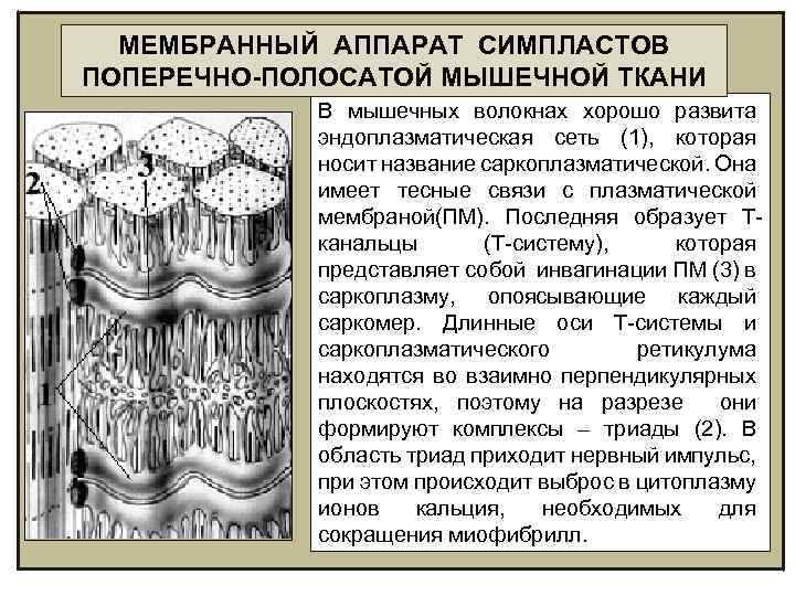 МЕМБРАННЫЙ АППАРАТ СИМПЛАСТОВ ПОПЕРЕЧНО-ПОЛОСАТОЙ МЫШЕЧНОЙ ТКАНИ В мышечных волокнах хорошо развита эндоплазматическая сеть (1),