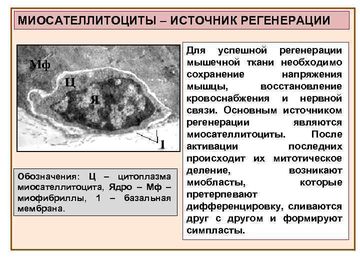 МИОСАТЕЛЛИТОЦИТЫ – ИСТОЧНИК РЕГЕНЕРАЦИИ Обозначения: Ц – цитоплазма миосателлитоцита, Ядро – Мф – миофибриллы,