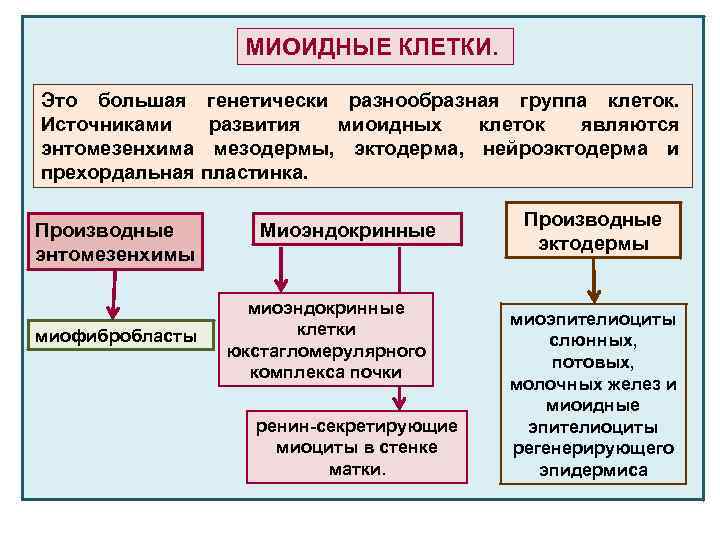 Клеточные источники. Классификация миоидных клеток. Миоидные клетки классификация и источники развития. Миоидные клетки функции. Строение миоидных клеток.