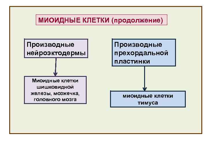 МИОИДНЫЕ КЛЕТКИ (продолжение) Производные нейроэктодермы Миоидные клетки шишковидной железы, мозжечка, головного мозга Производные прехордальной
