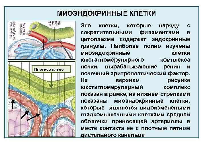 МИОЭНДОКРИННЫЕ КЛЕТКИ Плотное пятно Это клетки, которые наряду с сократительными филаментами в цитоплазме содержат