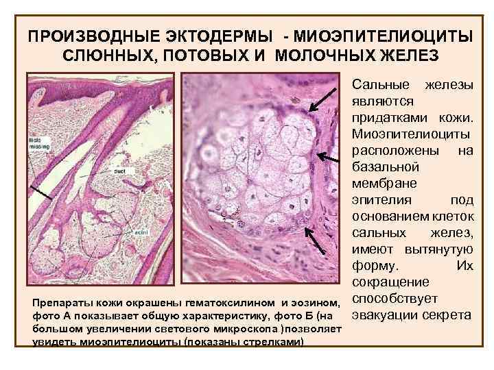 Производные эктодермы презентация