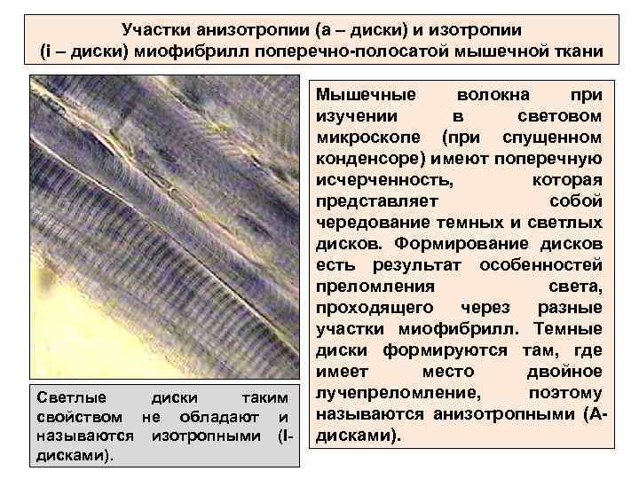 Участки анизотропии (a – диски) и изотропии (i – диски) миофибрилл поперечно-полосатой мышечной ткани