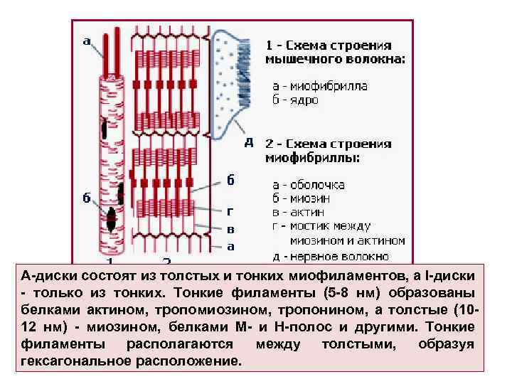 А-диски состоят из толстых и тонких миофиламентов, а I-диски - только из тонких. Тонкие
