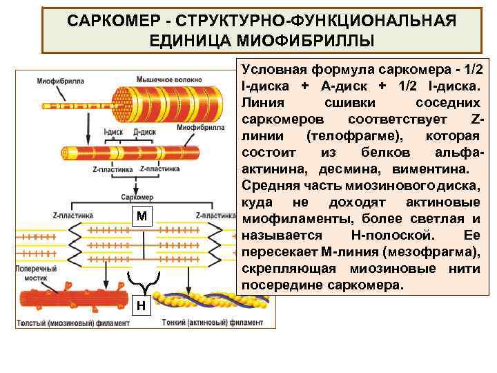 Функциональная единица сердечной мышечной ткани