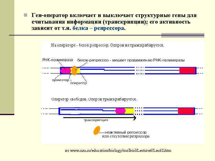 n Ген-оператор включает и выключает структурные гены для считывания информации (транскрипции); его активность зависит