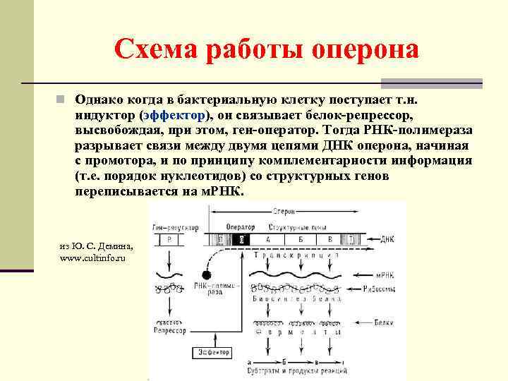 Схема работы оперона n Однако когда в бактериальную клетку поступает т. н. индуктор (эффектор),