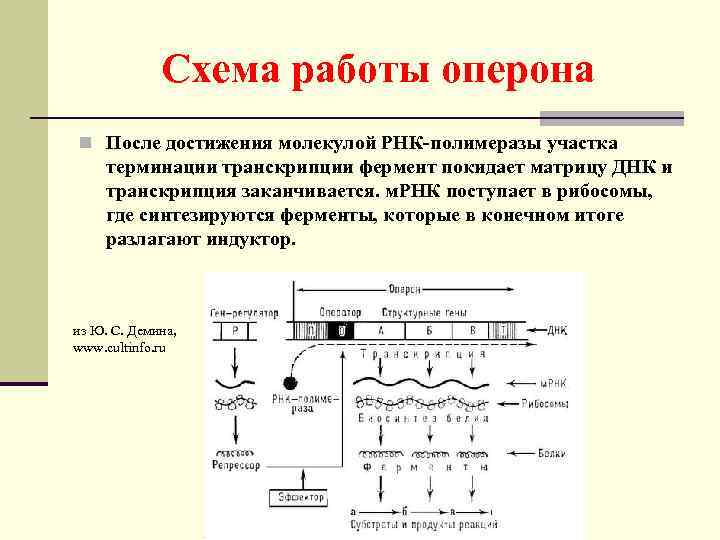 Схема работы оперона n После достижения молекулой РНК-полимеразы участка терминации транскрипции фермент покидает матрицу