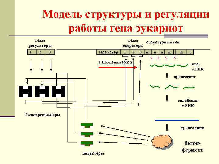 Схема строения гена эукариот