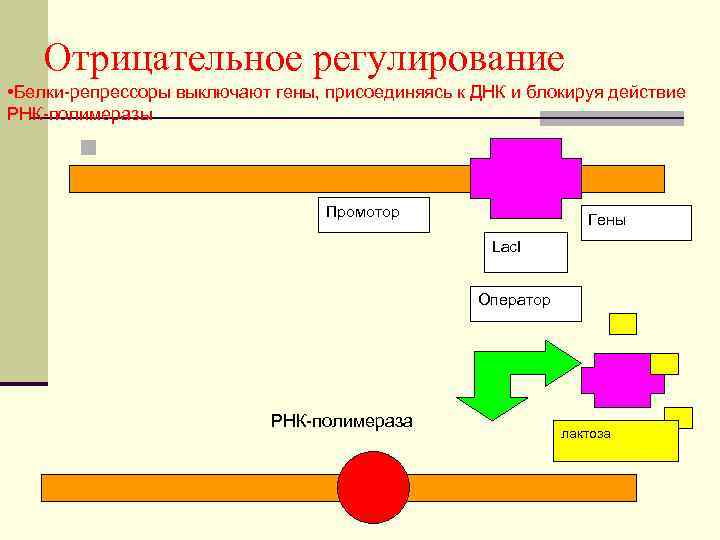 Отрицательное регулирование • Белки-репрессоры выключают гены, присоединяясь к ДНК и блокируя действие РНК-полимеразы n