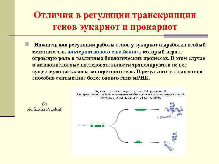 Отличия в регуляции транскрипции генов эукариот и прокариот n Наконец, для регуляции работы генов