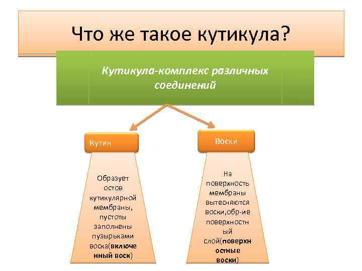 Что же такое кутикула? Кутикула-комплекс различных соединений Кутин Образует остов кутикулярной мембраны, пустоты заполнены
