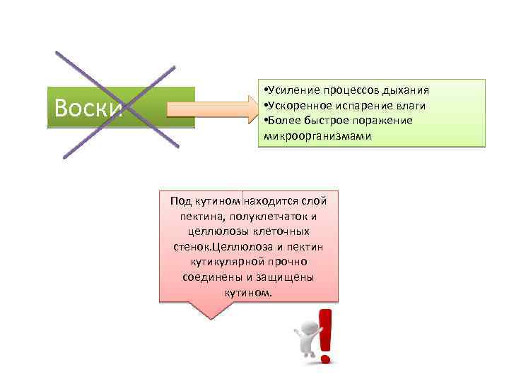 Воски • Усиление процессов дыхания • Ускоренное испарение влаги • Более быстрое поражение микроорганизмами