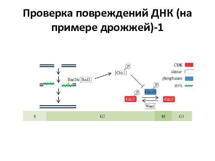 Проверка повреждений ДНК (на примере дрожжей)-1 