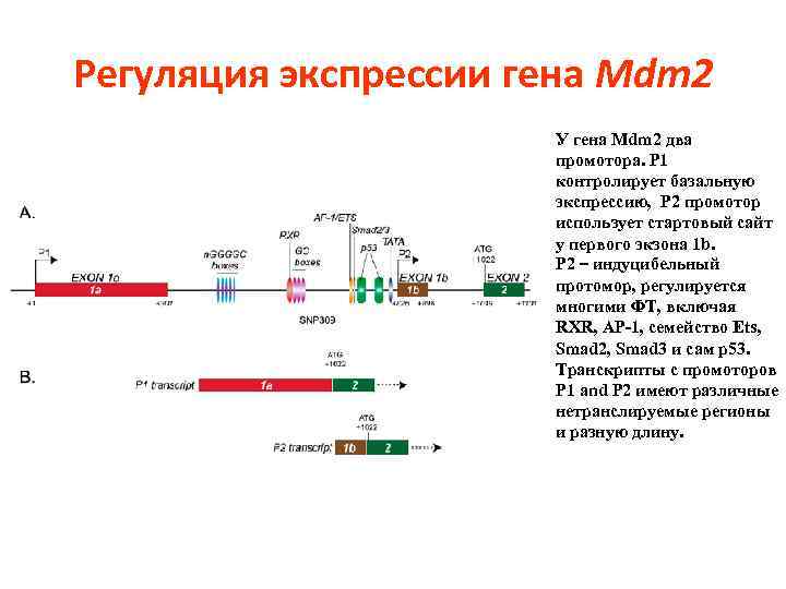 Регуляция экспрессии гена Mdm 2 У гена Mdm 2 два промотора. P 1 контролирует