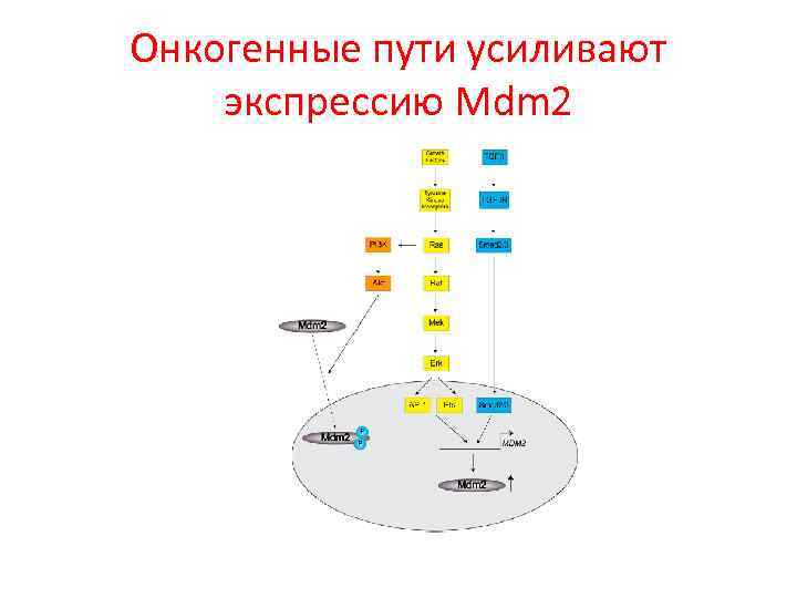 Онкогенные пути усиливают экспрессию Mdm 2 