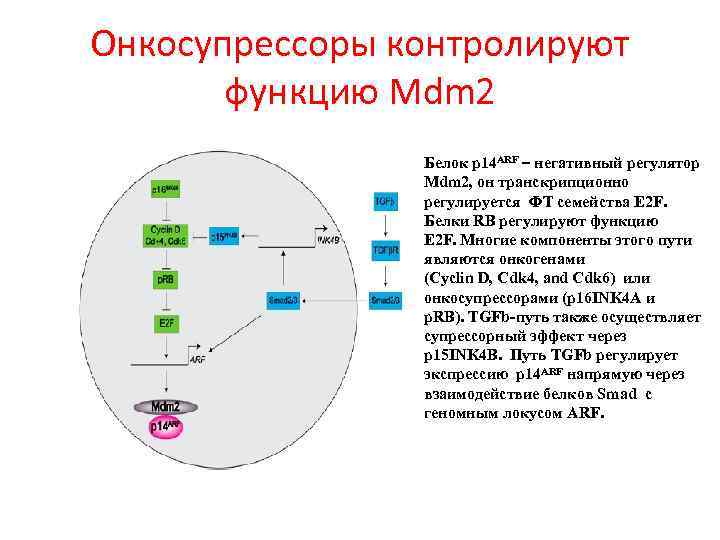 Онкосупрессоры контролируют функцию Mdm 2 Белок p 14 ARF – негативный регулятор Mdm 2,