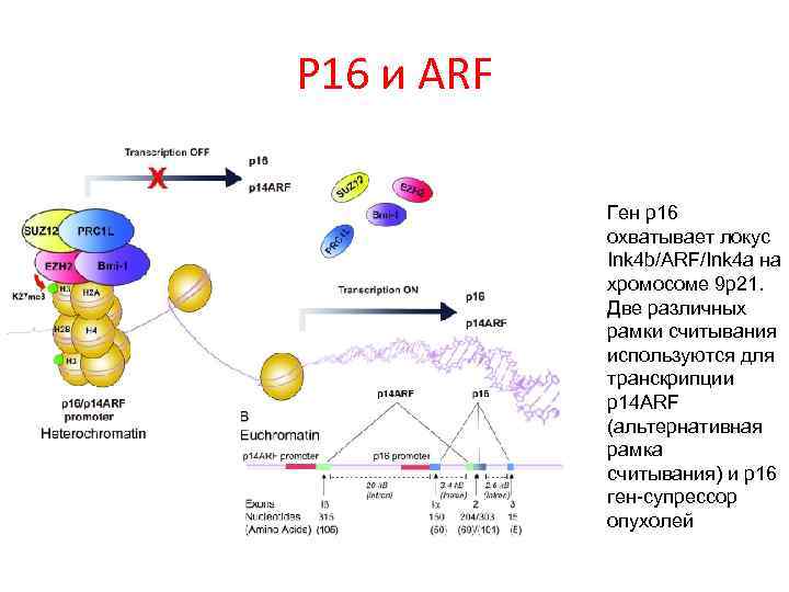 Р 16 и ARF Ген p 16 охватывает локус Ink 4 b/ARF/Ink 4 a
