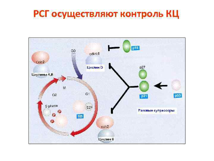 РСГ осуществляют контроль КЦ 