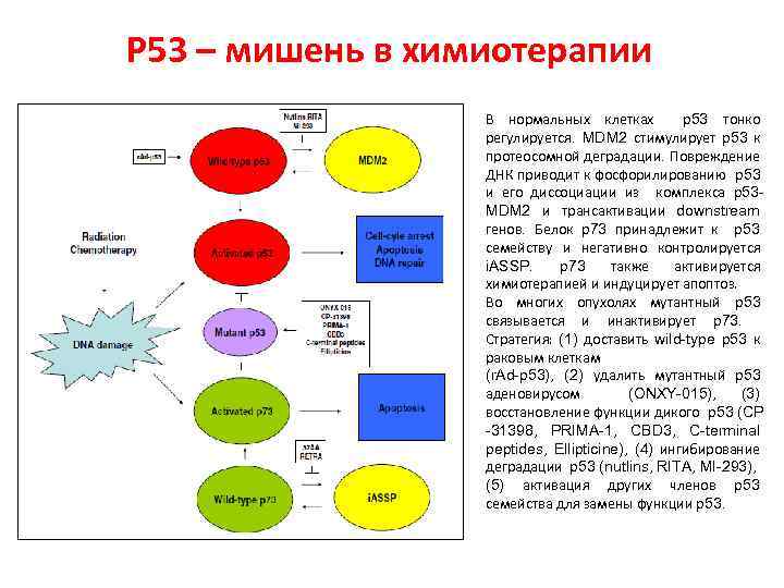 Р 53 – мишень в химиотерапии В нормальных клетках p 53 тонко регулируется. MDM