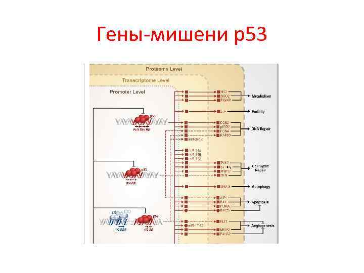 Гены-мишени р53 