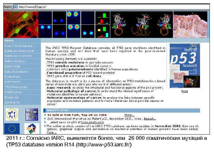 2011 г. : Согласно IARC, выявляется более, чем 26 000 соматических мутаций в (TP