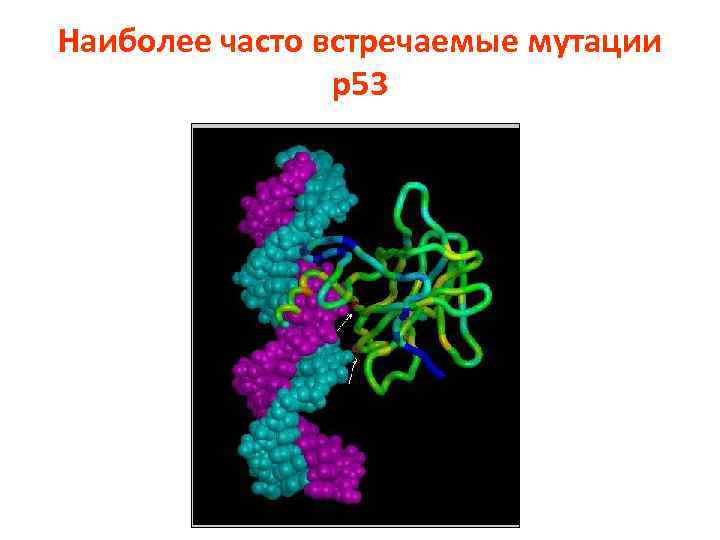 Наиболее часто встречаемые мутации р53 