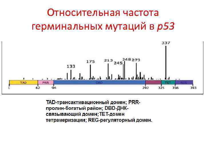 Относительная частота герминальных мутаций в p 53 