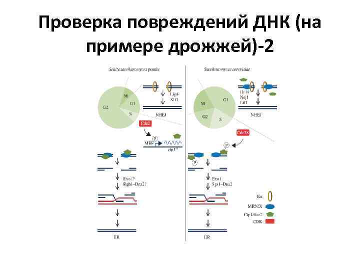 Проверка повреждений ДНК (на примере дрожжей)-2 