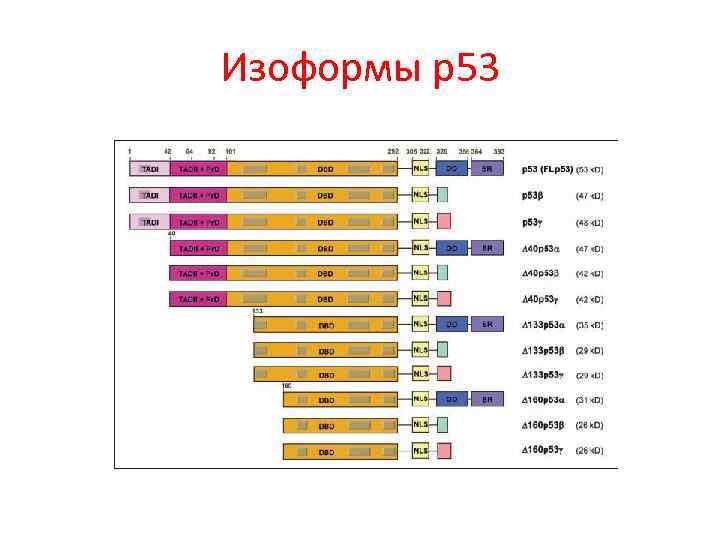 Изоформы р53 