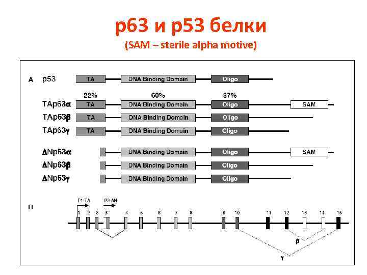 р63 и р53 белки (SAM – sterile alpha motive) 