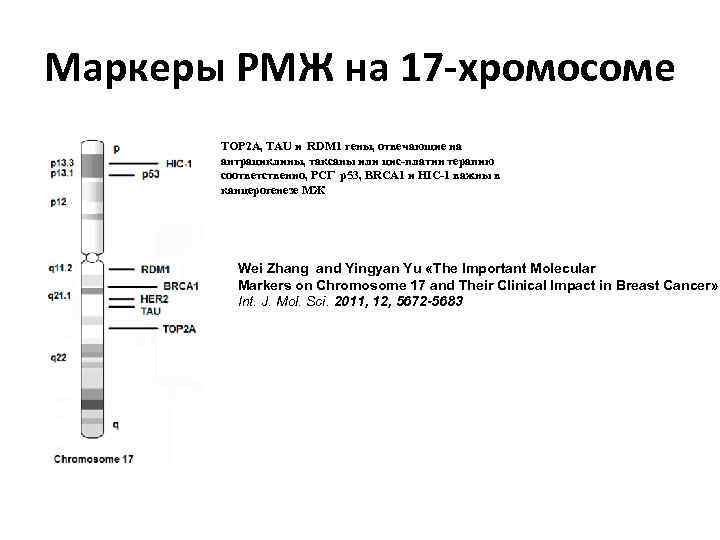 Маркеры РМЖ на 17 -хромосоме TOP 2 A, TAU и RDM 1 гены, отвечающие