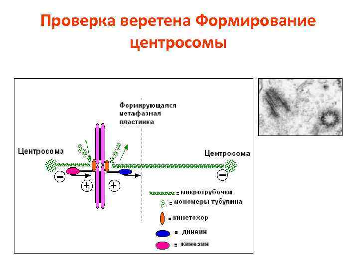 Проверка веретена Формирование центросомы 