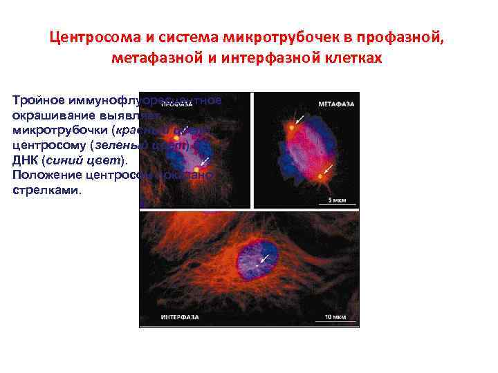 Центросома и система микротрубочек в профазной, метафазной и интерфазной клетках Тройное иммунофлуоресцентное окрашивание выявляет
