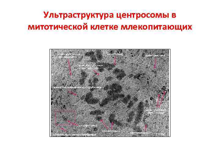 Ультраструктура центросомы в митотической клетке млекопитающих 