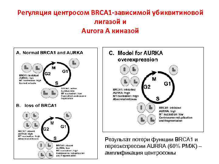 Регуляция центросом BRCA 1 -зависимой убиквитиновой лигазой и Aurora A киназой Результат потери функции