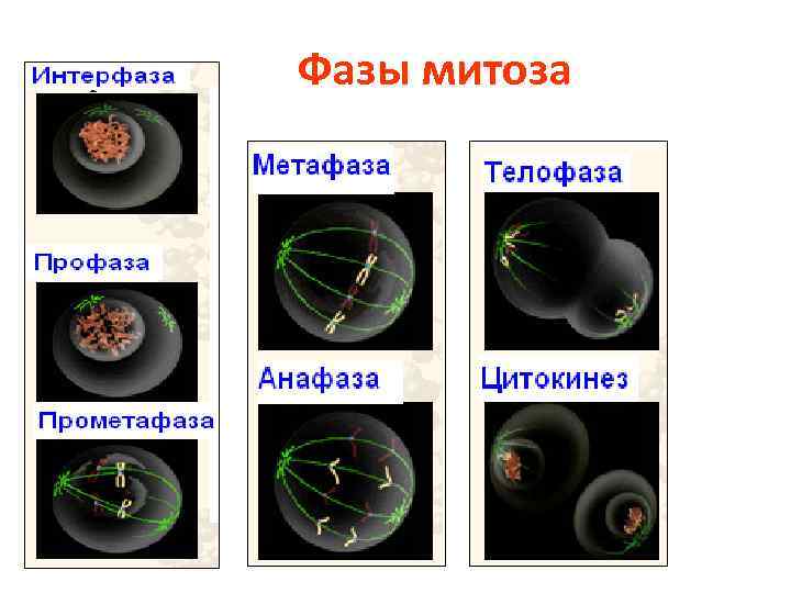 Фазы митоза 