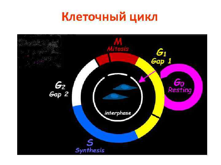 Клеточный цикл 