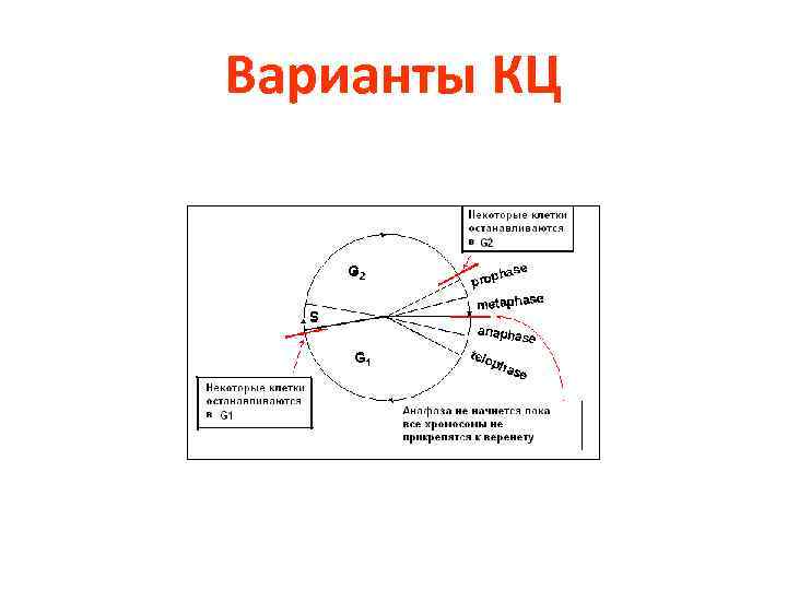 Варианты КЦ 