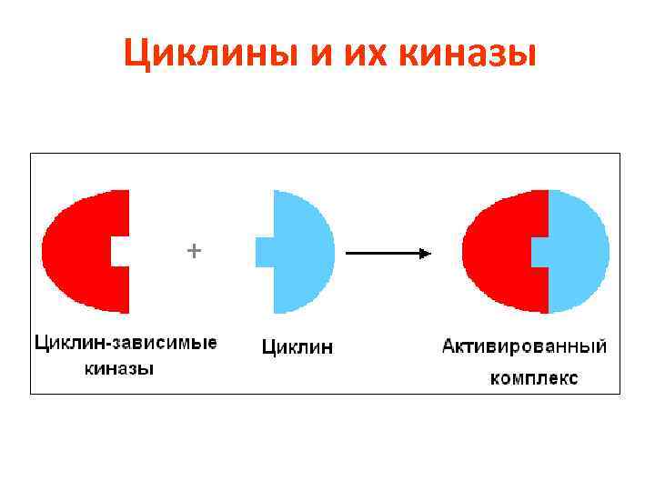 Циклины и их киназы 