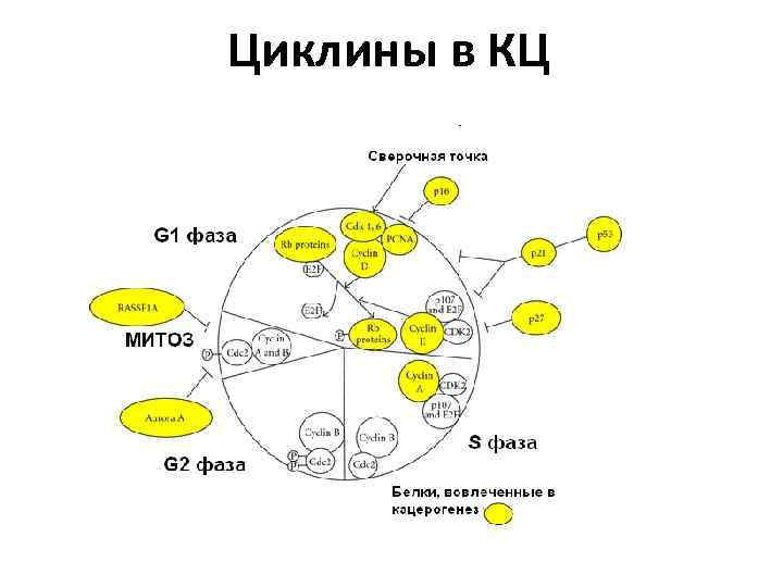 Циклины в КЦ 
