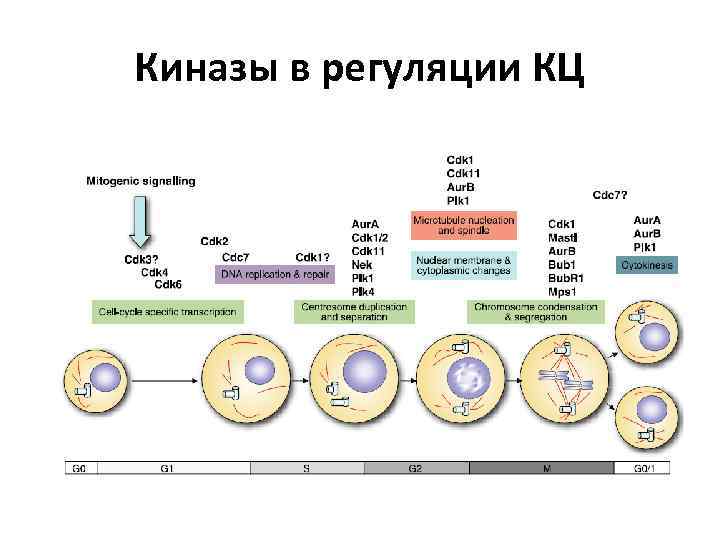 Киназы в регуляции КЦ 