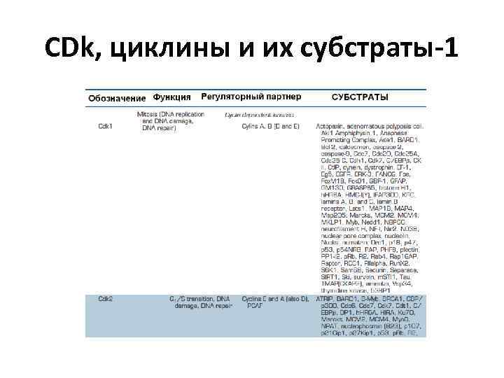 CDk, циклины и их субстраты-1 
