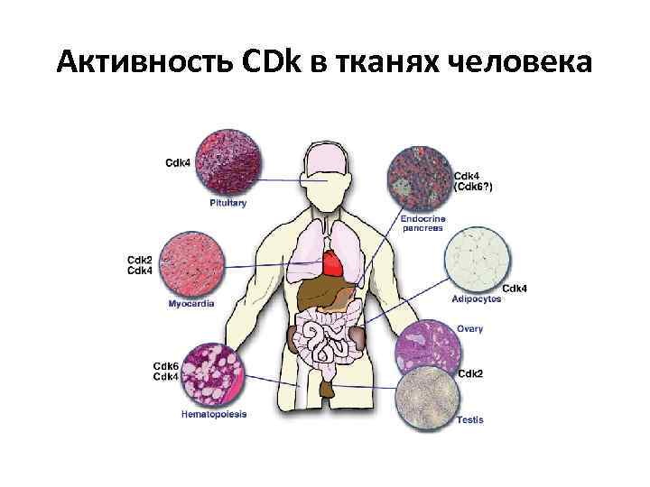 Активность CDk в тканях человека 
