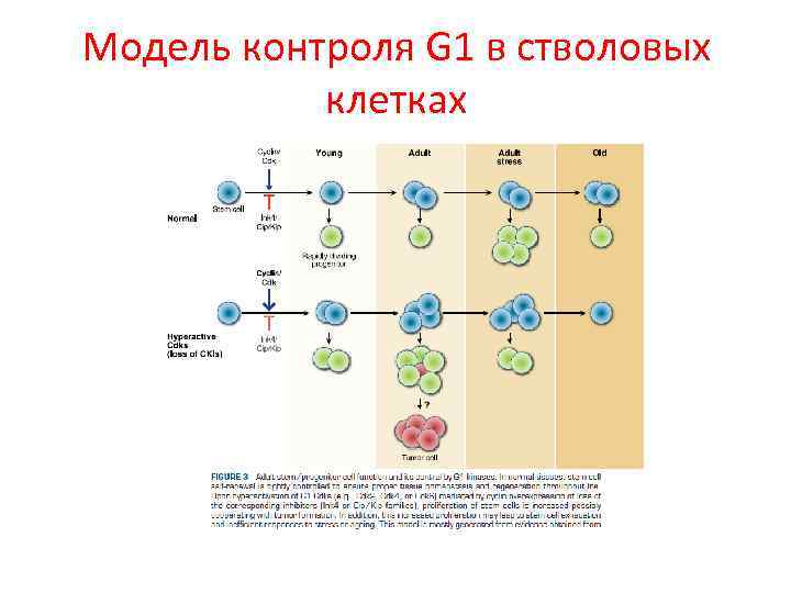 Модель контроля G 1 в стволовых клетках 