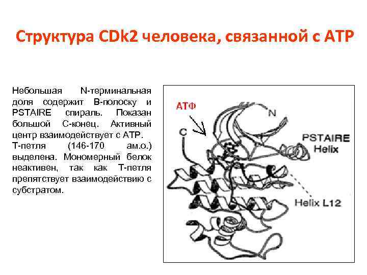 Структура CDk 2 человека, связанной с АТP Небольшая N-терминальная доля содержит В-полоску и PSTAIRE
