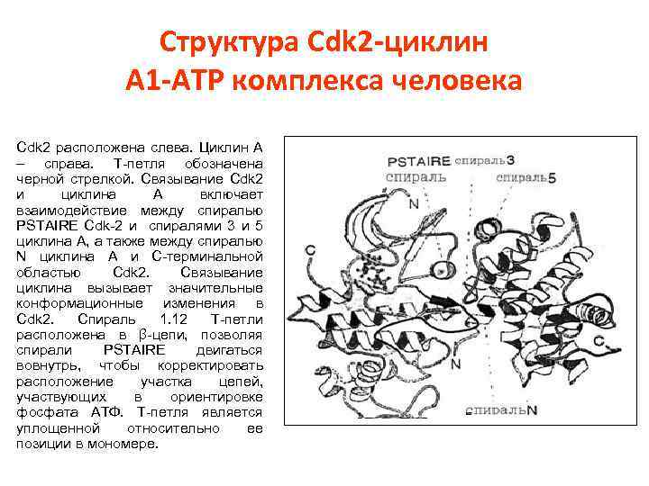 Структура Cdk 2 -циклин А 1 -АТP комплекса человека Cdk 2 расположена слева. Циклин