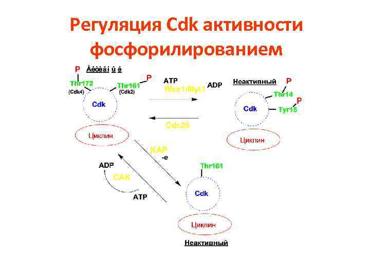 Регуляция Cdk активности фосфорилированием 
