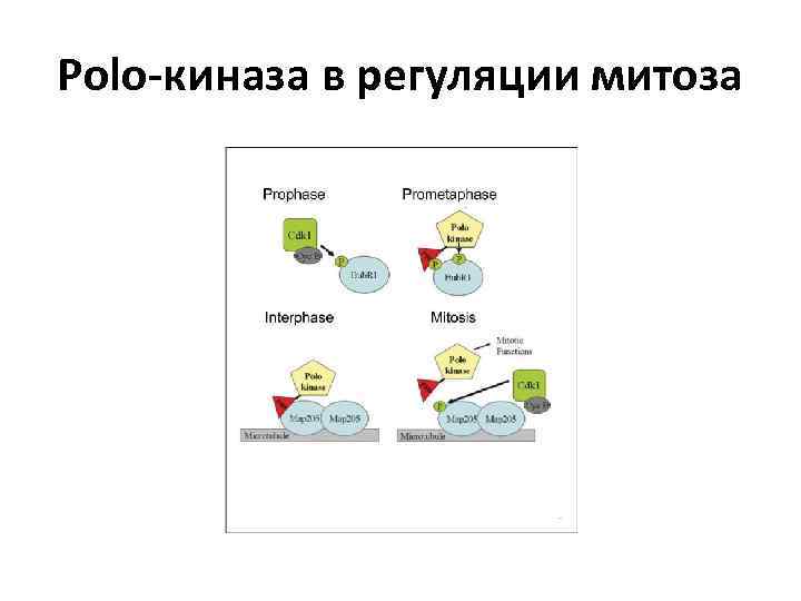 Polo-киназа в регуляции митоза 