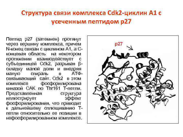 Структура связи комплекса Сdk 2 -циклин А 1 с усеченным пептидом р27 Пептид р27